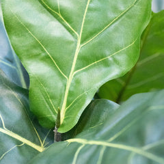 Lyrata Kunstplant N 90cm in pot