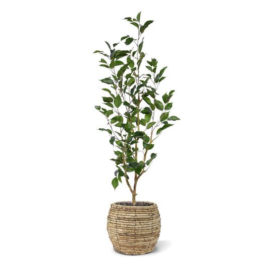 Ficus Exotica Kunstplant NT 100cm