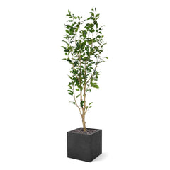 Ficus Exotica Kunstplant NT 150cm