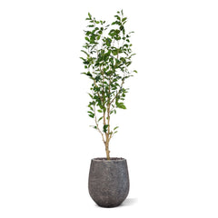 Ficus Exotica Kunstplant NT 150cm