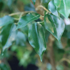 Ficus Exotica Kunstplant NT 150cm