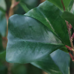Ficus Triangularis Kunstplant 120cm