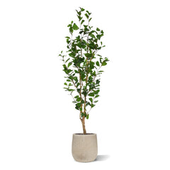 Ficus Triangularis Kunstplant 150cm
