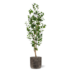 Ficus Triangularis Kunstplant 150cm