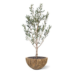 Olijf Kunstboom N 120cm
