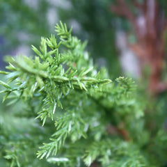 Kunst conifeer voor buiten 150 cm UV-bestendig