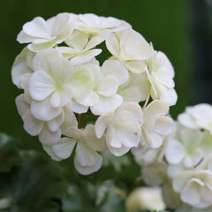 Kunst Geranium zuilplant 120cm UV crèmewit