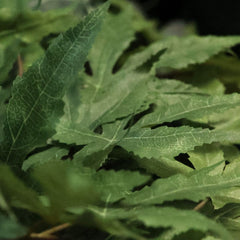 Acer Kunst Bonsai 50cm groen