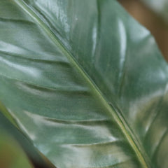 Red Calathea Luthea Kunstplant 140cm