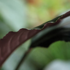 Red Calathea Luthea Kunstplant 140cm