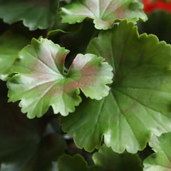 Geraniumbol kunstplant 70cm UV rood