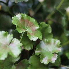 Kunst Geranium 110cm piramide plant UV crèmewit