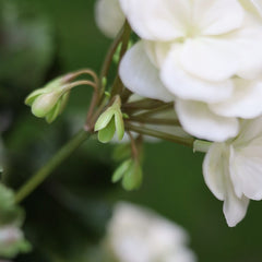 Kunst Geranium 110cm piramide plant UV crèmewit