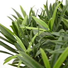 Kunstplant Podocarpus voor buiten op echte houten stam 70 cm met UV