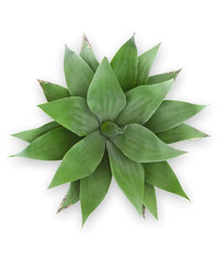 Outdoor Art Agave plant 50 cm UV