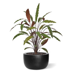 Calathea 75cm Kunstplant Groen/rood