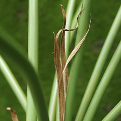 Philodendron Fun Bun kunstplant Deluxe 145cm