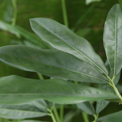 Philodendron Fun Bun kunstplant Deluxe 145cm