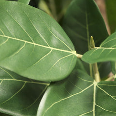 Ficus Audrey kunstplant 160cm