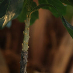 Heliotropium Kunstplant 155cm