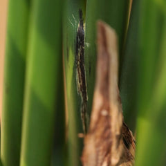 Strelitzia Nicolai deluxe Kunstpalm 170cm in pot