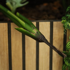 Strelitzia Nicolai deluxe Kunstpalm Bush 140cm