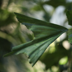 Fishtail Kunstpalm Deluxe XXL 300cm