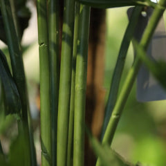 Fishtail Kunstpalm Deluxe XXL 300cm