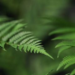 Woodwardia Kunstpalm Deluxe 220cm N