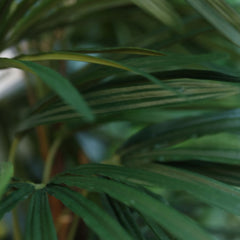 Raphis kunstpalm 75cm