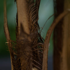 Raphis kunstpalm 75cm