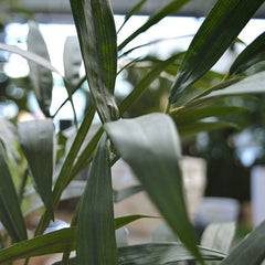 Chamaedorea kunstpalm 65cm