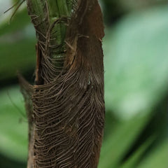 Parlour Kunstpalm Deluxe 120cm