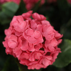 Buiten kunst hortensia roze 65cm UV bestendig