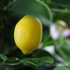 Citroen Kunstplant 120cm