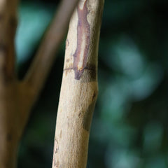 Citroen Kunstplant 120cm