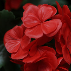 Kunst hanggeranium voor buiten 65cm UV rood