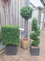 Kunst buxus Kubus 40 cm UV-bestendig voor buiten