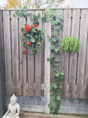 Druiven kunstslinger 110cm UV