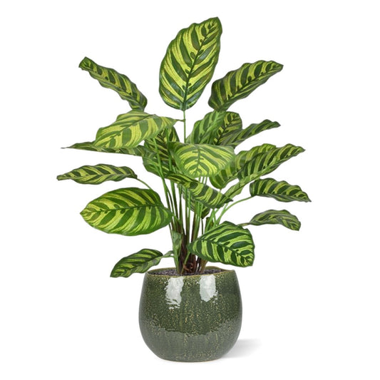 Calathea Makoyana kunstplant 60cm