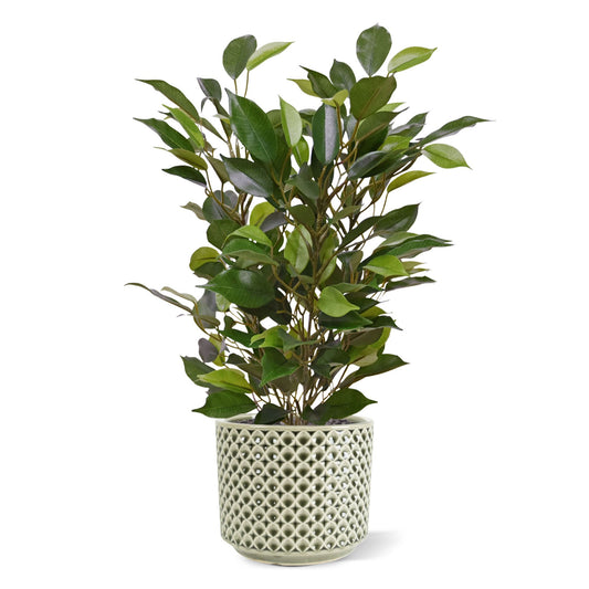 Ficus Natasja Kunstplant 40cm in 10cm pot