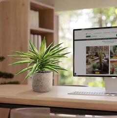 Draceana Kunstplant Bont 30cm