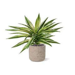 Draceana Kunstplant Bont 30cm