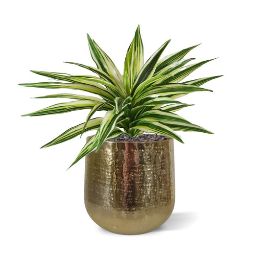 Draceana Kunstplant Bont 30cm