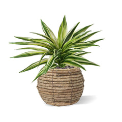 Draceana Kunstplant Bont 30cm