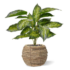 Aglaonema Kunstplant 40cm