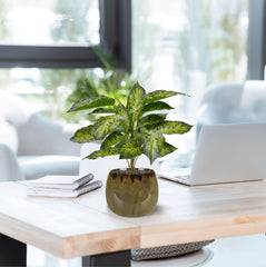 Aglaonema Kunstplant 40cm