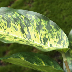 Aglaonema Kunstplant 40cm
