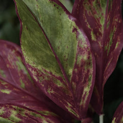 Aglaonema Lipstick kunstplant 35cm