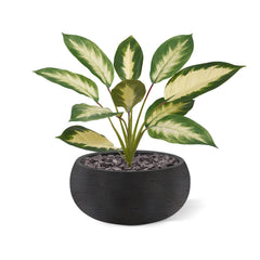 Dieffenbachia Camilla kunstplant 50cm